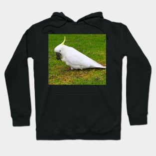 Left Foot Cockatoo Hoodie